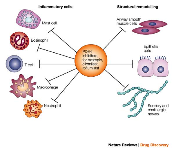 PDE4 inhibitor