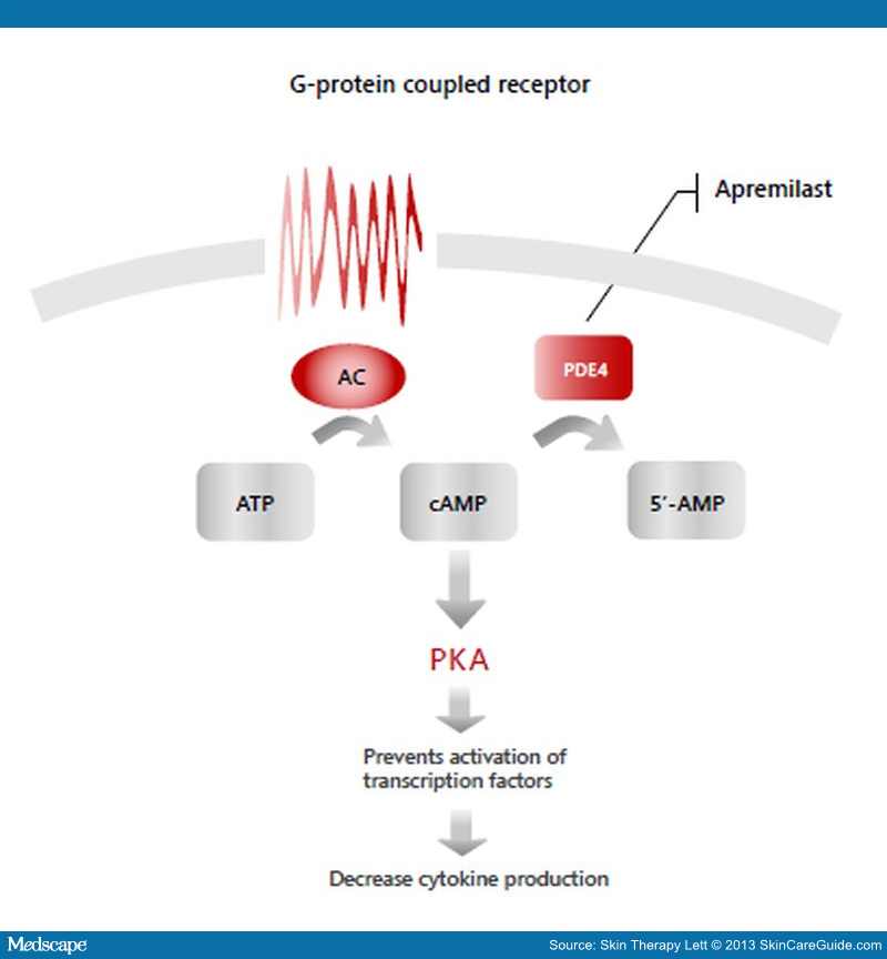 phosphodiesterase 4