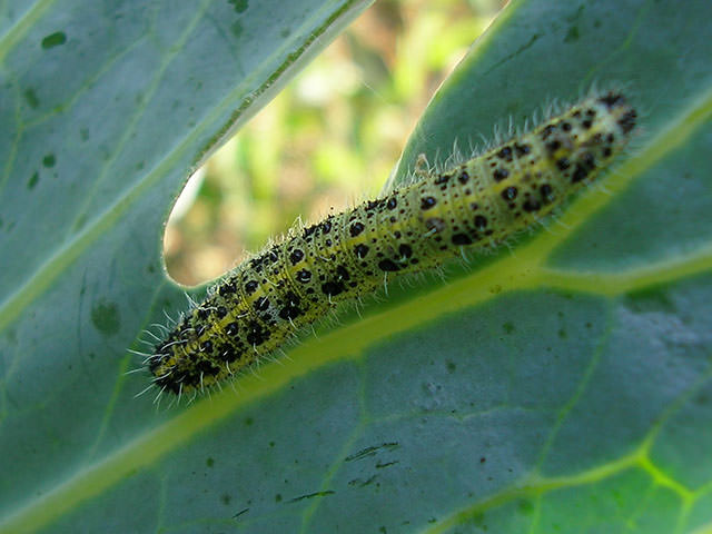 毛毛蟲皮膚炎．caterpillar dermatitis