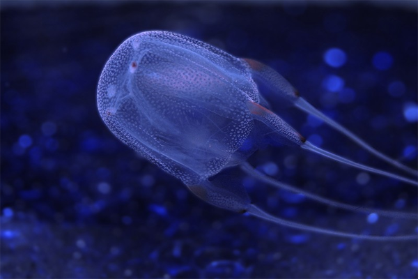 海黃蜂,Sea Wasp,Box Jellyfish