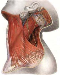 platysma,band,頸紋,雞脖子,肉毒桿菌,botox,dysport,擴頸肌