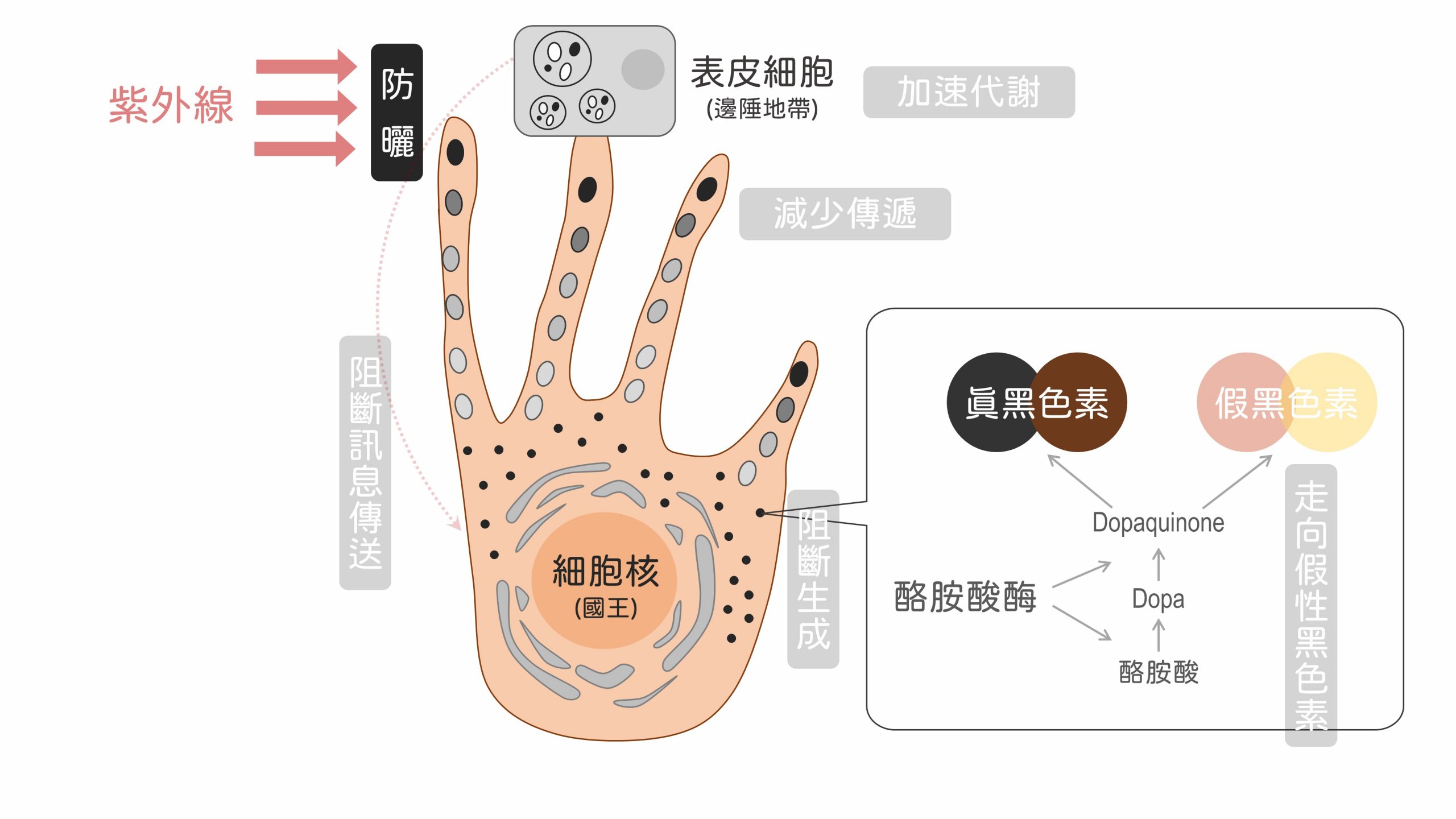 美白,美白產品,夏天美白,夏日美白,美白成分,黑色素,傳明酸,a醇,榖胱甘肽,美白保養品,臉色暗沉,臉色黯沉,膚色暗沉,膚色黯沉,皮膚暗沉,皮膚黯沉,皮秒雷射,思膚安電波,矽谷電波,sylfirm,淨膚雷射,cyspera,希思珮樂,cysteamine,蜂巢皮秒,黃金蜂巢,黑斑,肝斑,曬斑,敷面膜,角質不平整,臉上汗毛,雷射除汗毛,亞歷山大紫翠玉雷射,水煮蛋肌,蛋殼肌,氣色差,牛奶肌,水煮肌,去角質,海菲秀,hydrafical,皮膚粗糙,皮膚蠟黃,保水玻尿酸,肉毒桿菌,魚尾紋,抬頭紋,皺紋,美白保養品 平價,夏天 美白,sylfirm x machine price,sylfirm laser,膚色暗沉 原因,皮膚暗沉 改善,hydrafacial md,hydrafacial treatment,sylfirm x,cyspera results,cysteamine cream,曬傷,皮膚暗沉的原因,皮膚暗沉怎麼辦,cyspera application,sylfirm treatment