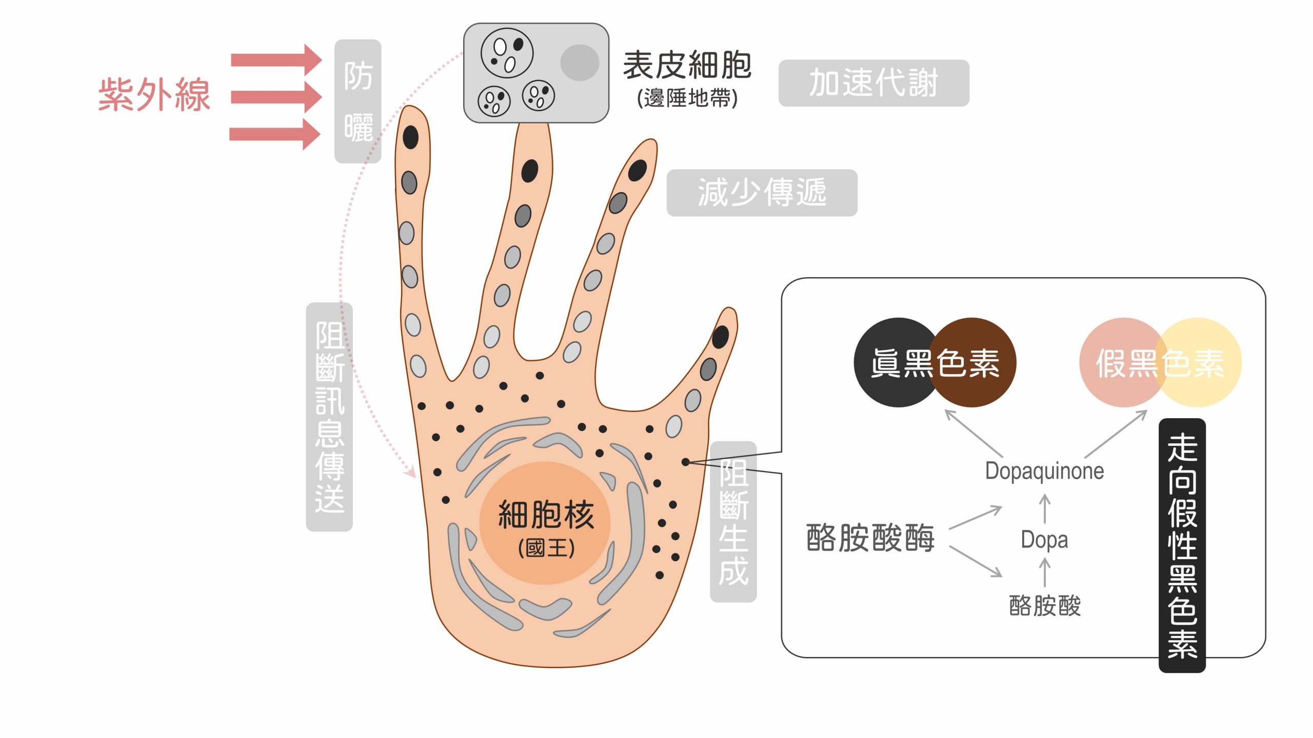 美白,美白產品,夏天美白,夏日美白,美白成分,黑色素,傳明酸,a醇,榖胱甘肽,美白保養品,臉色暗沉,臉色黯沉,膚色暗沉,膚色黯沉,皮膚暗沉,皮膚黯沉,皮秒雷射,思膚安電波,矽谷電波,sylfirm,淨膚雷射,cyspera,希思珮樂,cysteamine,蜂巢皮秒,黃金蜂巢,黑斑,肝斑,曬斑,敷面膜,角質不平整,臉上汗毛,雷射除汗毛,亞歷山大紫翠玉雷射,水煮蛋肌,蛋殼肌,氣色差,牛奶肌,水煮肌,去角質,海菲秀,hydrafical,皮膚粗糙,皮膚蠟黃,保水玻尿酸,肉毒桿菌,魚尾紋,抬頭紋,皺紋,美白保養品 平價,夏天 美白,sylfirm x machine price,sylfirm laser,膚色暗沉 原因,皮膚暗沉 改善,hydrafacial md,hydrafacial treatment,sylfirm x,cyspera results,cysteamine cream,曬傷,皮膚暗沉的原因,皮膚暗沉怎麼辦,cyspera application,sylfirm treatment