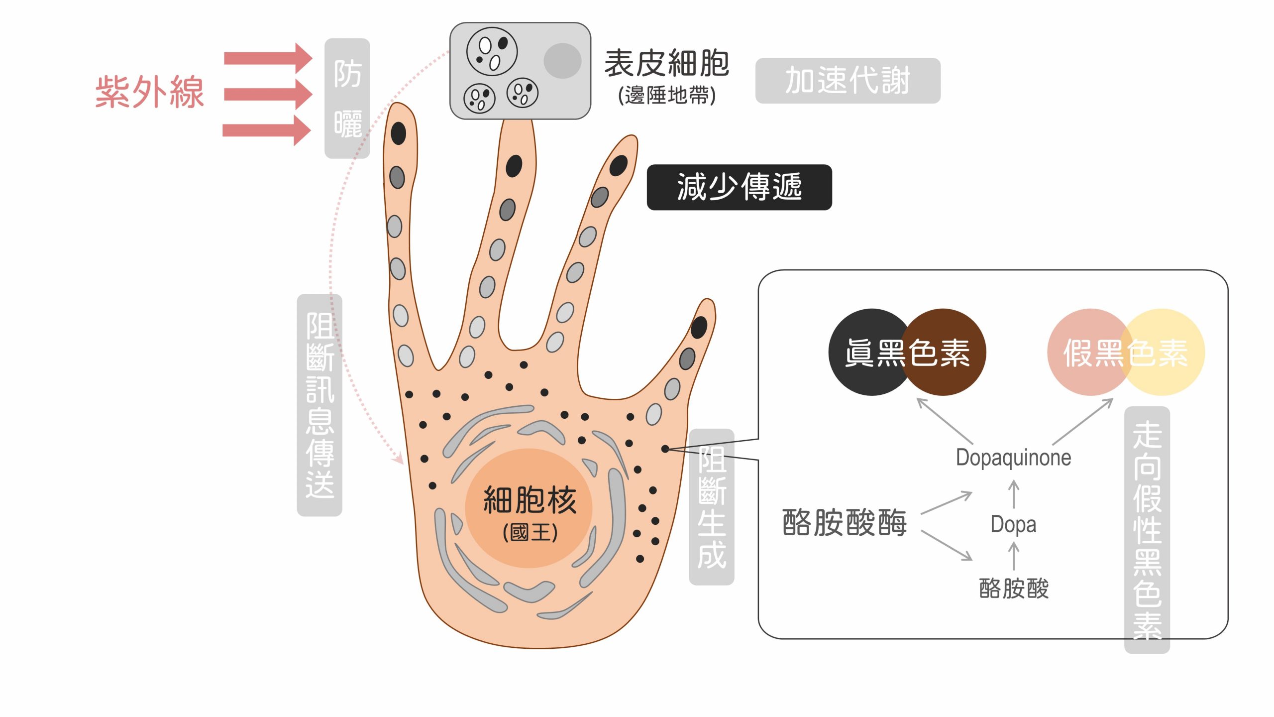 美白,美白產品,夏天美白,夏日美白,美白成分,黑色素,傳明酸,a醇,榖胱甘肽,美白保養品,臉色暗沉,臉色黯沉,膚色暗沉,膚色黯沉,皮膚暗沉,皮膚黯沉,皮秒雷射,思膚安電波,矽谷電波,sylfirm,淨膚雷射,cyspera,希思珮樂,cysteamine,蜂巢皮秒,黃金蜂巢,黑斑,肝斑,曬斑,敷面膜,角質不平整,臉上汗毛,雷射除汗毛,亞歷山大紫翠玉雷射,水煮蛋肌,蛋殼肌,氣色差,牛奶肌,水煮肌,去角質,海菲秀,hydrafical,皮膚粗糙,皮膚蠟黃,保水玻尿酸,肉毒桿菌,魚尾紋,抬頭紋,皺紋,美白保養品 平價,夏天 美白,sylfirm x machine price,sylfirm laser,膚色暗沉 原因,皮膚暗沉 改善,hydrafacial md,hydrafacial treatment,sylfirm x,cyspera results,cysteamine cream,曬傷,皮膚暗沉的原因,皮膚暗沉怎麼辦,cyspera application,sylfirm treatment