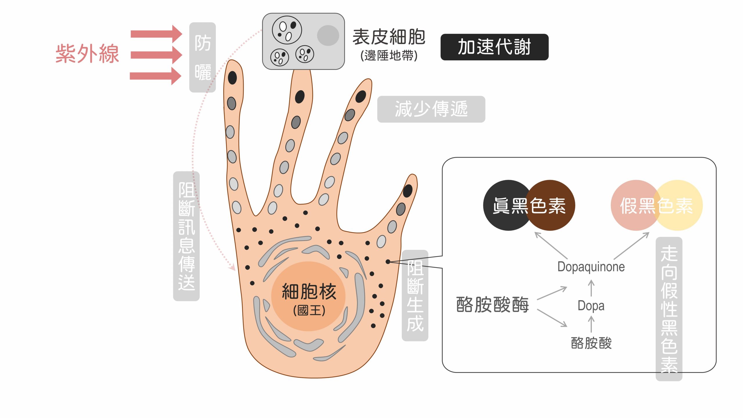 美白,美白產品,夏天美白,夏日美白,美白成分,黑色素,傳明酸,a醇,榖胱甘肽,美白保養品,臉色暗沉,臉色黯沉,膚色暗沉,膚色黯沉,皮膚暗沉,皮膚黯沉,皮秒雷射,思膚安電波,矽谷電波,sylfirm,淨膚雷射,cyspera,希思珮樂,cysteamine,蜂巢皮秒,黃金蜂巢,黑斑,肝斑,曬斑,敷面膜,角質不平整,臉上汗毛,雷射除汗毛,亞歷山大紫翠玉雷射,水煮蛋肌,蛋殼肌,氣色差,牛奶肌,水煮肌,去角質,海菲秀,hydrafical,皮膚粗糙,皮膚蠟黃,保水玻尿酸,肉毒桿菌,魚尾紋,抬頭紋,皺紋,美白保養品 平價,夏天 美白,sylfirm x machine price,sylfirm laser,膚色暗沉 原因,皮膚暗沉 改善,hydrafacial md,hydrafacial treatment,sylfirm x,cyspera results,cysteamine cream,曬傷,皮膚暗沉的原因,皮膚暗沉怎麼辦,cyspera application,sylfirm treatment