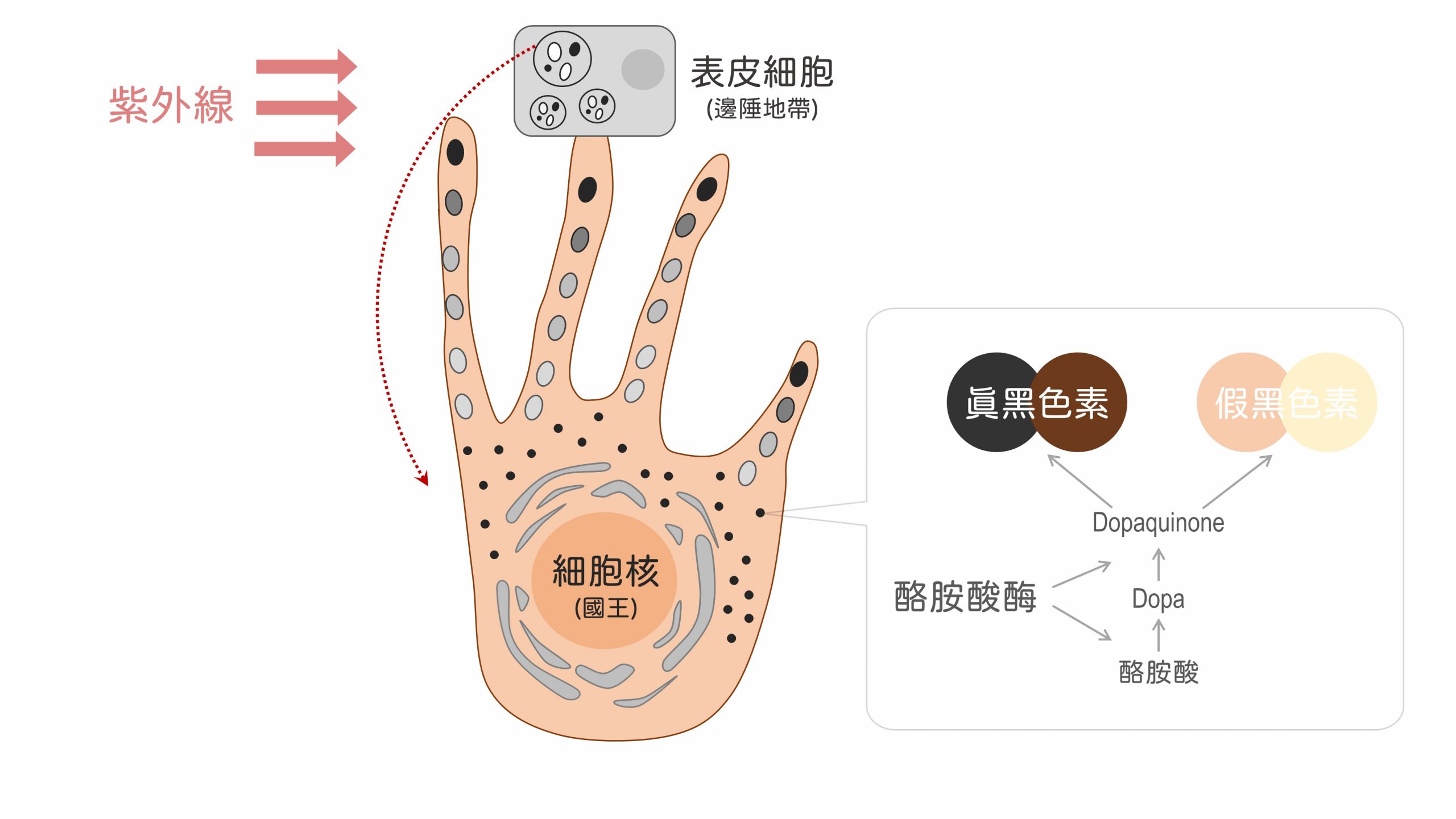 美白,美白產品,夏天美白,夏日美白,美白成分,黑色素,傳明酸,a醇,榖胱甘肽,美白保養品,臉色暗沉,臉色黯沉,膚色暗沉,膚色黯沉,皮膚暗沉,皮膚黯沉,皮秒雷射,思膚安電波,矽谷電波,sylfirm,淨膚雷射,cyspera,希思珮樂,cysteamine,蜂巢皮秒,黃金蜂巢,黑斑,肝斑,曬斑,敷面膜,角質不平整,臉上汗毛,雷射除汗毛,亞歷山大紫翠玉雷射,水煮蛋肌,蛋殼肌,氣色差,牛奶肌,水煮肌,去角質,海菲秀,hydrafical,皮膚粗糙,皮膚蠟黃,保水玻尿酸,肉毒桿菌,魚尾紋,抬頭紋,皺紋,美白保養品 平價,夏天 美白,sylfirm x machine price,sylfirm laser,膚色暗沉 原因,皮膚暗沉 改善,hydrafacial md,hydrafacial treatment,sylfirm x,cyspera results,cysteamine cream,曬傷,皮膚暗沉的原因,皮膚暗沉怎麼辦,cyspera application,sylfirm treatment