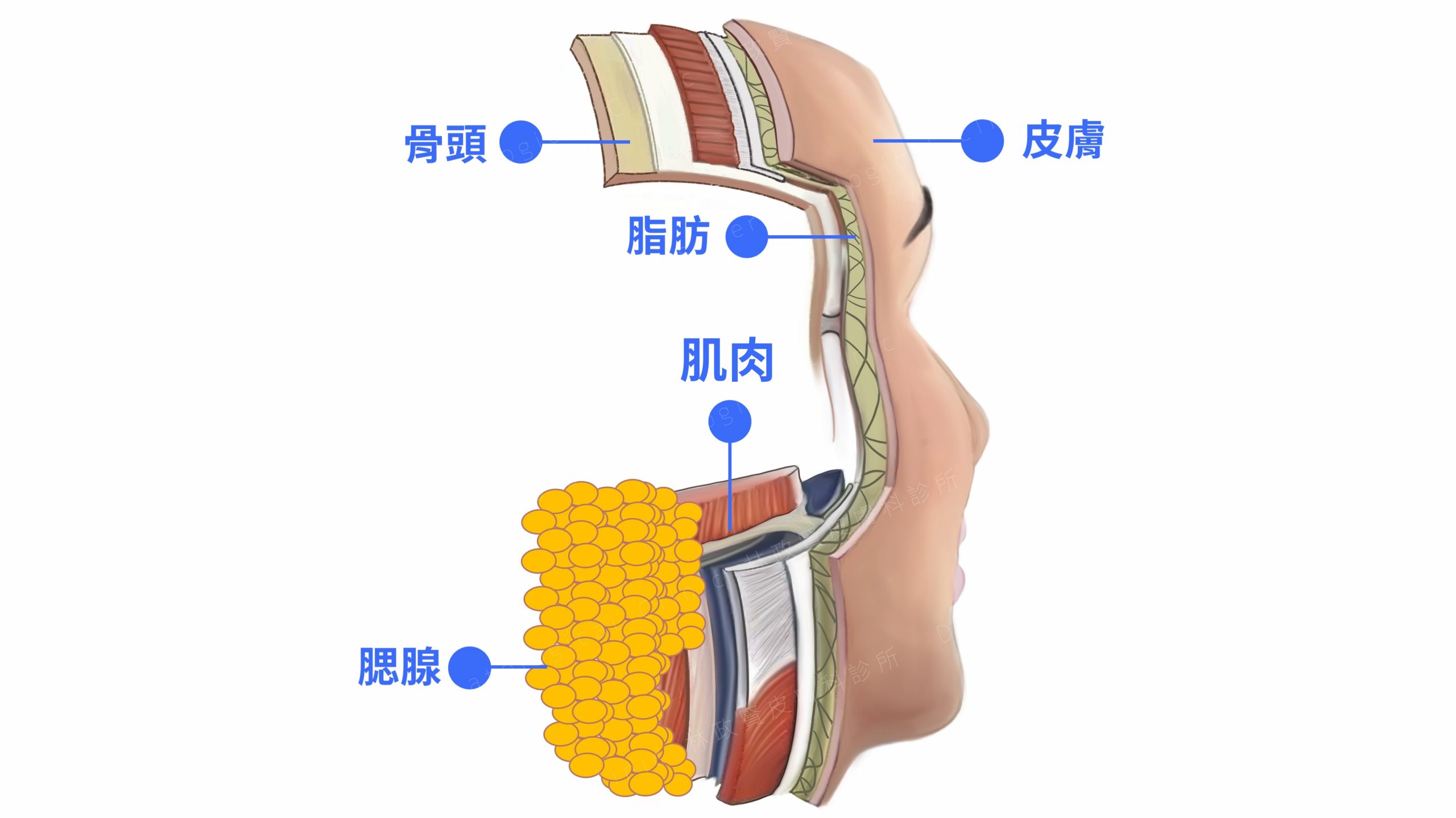 醫美,整形,微整形,玻尿酸,玻尿酸額頭,消脂針,頰凹,玻尿酸拉提,輪廓,醫美診所,醫美重要,微整,肉毒,肉毒咀嚼肌,醫美療程,保養,韓國醫美,肉毒瘦臉,淡化細紋,縮小毛孔,醫美,醫美診所,肉毒,肉毒桿菌,肉毒瘦臉,瘦臉針,整形,瘦臉心得,肉毒心得,美容,體驗,肉毒瘦小臉,效果,術後保養,微整形,後遺症,痘痘,咀嚼肌,小腿肌,手術,咬肌,手汗 肉毒,酒糟 肉毒,蘿蔔腿,國字臉,瓜子臉,瘦臉心得,美容體驗,皮膚管理,肉毒瘦小臉,微整,玻尿酸,瓜子臉,鵝蛋臉,肉毒瘦臉,抬頭紋,眼下細紋,動態眼下細紋,魚尾紋,肉毒 眼皮無力,肉毒 副作用,肉毒小臉,肉毒 平躺,肉毒價格,肉毒效果,肉毒除皺,朴敘俊