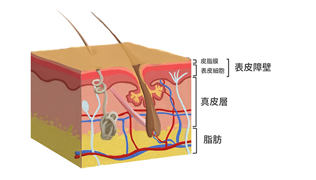 酒糟,敏感肌,敏感性肌膚,過敏性肌膚,過敏肌,舒利達,舒立達,soolantra,蠕形蟎蟲,demodex,demodicosis,過敏原,臉紅,青春痘,585雷射,585二極體雷射,染料雷射,膿皰型酒糟,酒糟性皮膚炎,青春痘治療,治療青春痘,soolantra before and after,soolantra rosacea,soolantra cream,酒糟 臉紅,敏感,保養,如何保養,修復,過敏肌護膚,過敏肌 如何護膚,過敏 怎麼辦,過敏肌 護膚,過敏肌怎麼辦,過敏怎麼辦,敏感肌 護膚步驟,敏感肌修復,敏感肌護膚品,敏感肌 護膚品推薦,敏感肌修復方法,皮膚過敏 急救,皮膚過敏,皮膚過敏怎麼辦,爛臉急救,爛臉怎麼辦,爛臉護膚,臉上 紅血絲,臉過敏 護理,過敏肌 護理,皮膚癢,皮膚敏感,皮膚發紅,敏感肌 保養品,敏感肌 洗面乳,敏感肌 化妝水,敏感肌 防曬,敏感肌 修護,神經醯胺,皮膚發炎,神經過度活躍,表皮障壁破損,矽谷電波,脂漏性皮膚炎,異位性皮膚炎,敏感肌面膜,敏感肌粉底,敏感肌改善,玫瑰斑