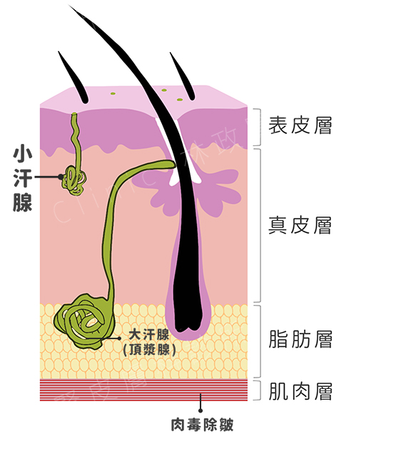 腋下多汗症,腋下多汗 肉毒,汗腺切除,肉毒桿菌素,多汗症,手汗 肉毒,狐臭,miradry,微波止汗,交感神經阻斷,汗腺發達,碘澱粉測試,肉毒桿菌素止汗,清新微波止汗,多汗症 皮膚科,多汗症 治療,高雄 肉毒,止汗噴霧,止汗劑