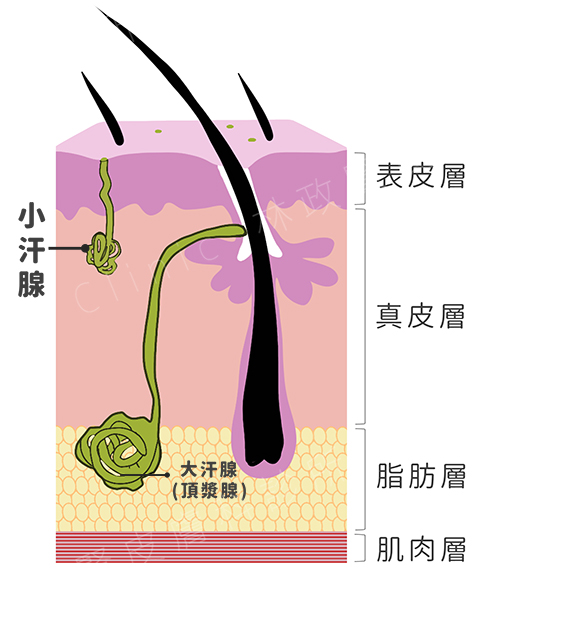 腋下多汗症,腋下多汗 肉毒,汗腺切除,肉毒桿菌素,多汗症,手汗 肉毒,狐臭,miradry,微波止汗,交感神經阻斷,汗腺發達,碘澱粉測試,肉毒桿菌素止汗,清新微波止汗,多汗症 皮膚科,多汗症 治療,高雄 肉毒,止汗噴霧,止汗劑