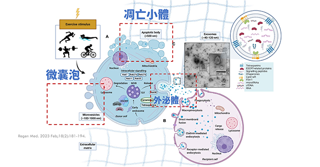 黑斑,肝斑,黑斑 治療,矽谷電波,sylfirm,斑點,雀斑,太田母斑,顴骨母斑,曬斑,老人斑,保養品,雷射,治療斑點,外用A酸,黑色素,除斑,防曬,老化,色素沉澱,生長紋,皮秒雷射,黃褐斑,荷爾蒙斑,淨膚雷射,希思佩樂,美白藥膏,傳明酸,淡化斑點,臉色黯沉,基底膜破損,微血管增生,染料雷射,黑斑 治療方法,膚色暗沉,皮膚暗沉,皮膚黯沉,膚色黯沉,膚色不均,肝斑 治療方法,肝斑 雷射,膚色暗沉 原因,半胱胺,矽谷電波X,矽谷電波旗艦版,Sylfirm X,纖維母細胞,Koreaderma2023,韓國皮膚科大會,韓國醫美,韓國皮膚保養,Juvelook,mirajet,外泌體生髮,外泌體 醫美,外泌體價格,外泌體,exosome,exosomes,exocobio,benev,異位性皮膚炎,表皮障壁,atopic,dermatitis,育髮,生髮,srlv,hrlv,plt,prp,再生醫學,脂質合成,生長因子,膠原蛋白,彈力蛋白,雄性禿,禿頭,落髮,圓形禿,保康特,外泌體幹細胞,外泌體面膜,外泌體水光槍,外泌體乳液