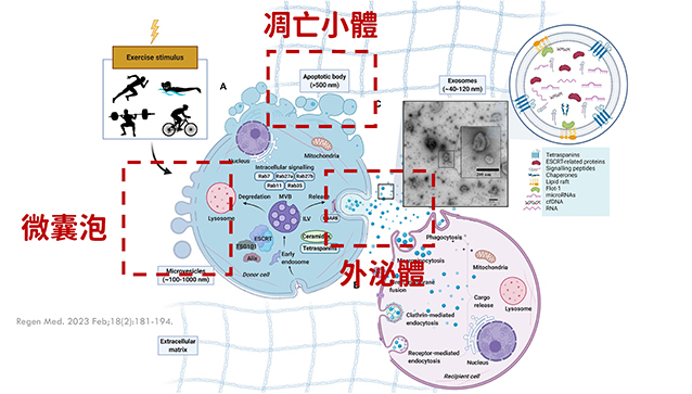 黑斑,肝斑,黑斑 治療,矽谷電波,sylfirm,斑點,雀斑,太田母斑,顴骨母斑,曬斑,老人斑,保養品,雷射,治療斑點,外用A酸,黑色素,除斑,防曬,老化,色素沉澱,生長紋,皮秒雷射,黃褐斑,荷爾蒙斑,淨膚雷射,希思佩樂,美白藥膏,傳明酸,淡化斑點,臉色黯沉,基底膜破損,微血管增生,染料雷射,黑斑 治療方法,膚色暗沉,皮膚暗沉,皮膚黯沉,膚色黯沉,膚色不均,肝斑 治療方法,肝斑 雷射,膚色暗沉 原因,半胱胺,矽谷電波X,矽谷電波旗艦版,Sylfirm X,纖維母細胞,Koreaderma2023,韓國皮膚科大會,韓國醫美,韓國皮膚保養,Juvelook,mirajet,外泌體生髮,外泌體 醫美,外泌體價格,外泌體,exosome,exosomes,exocobio,benev,異位性皮膚炎,表皮障壁,atopic,dermatitis,育髮,生髮,srlv,hrlv,plt,prp,再生醫學,脂質合成,生長因子,膠原蛋白,彈力蛋白,雄性禿,禿頭,落髮,圓形禿,保康特,外泌體幹細胞,外泌體面膜,外泌體水光槍,外泌體乳液